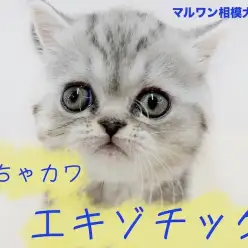 【 エキゾチック 】日本全国エキゾチックブーム！人気を呼ぶ3つの理由をご紹介！