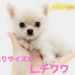 【 チワワ 】永遠のパピー！手のりサイズ＆ドワーフ体型がポイント！キメ顔は必見！