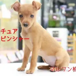 【 ミニチュアピンシャー 】お手入れ苦手な方にピッタリ！美しい体躯に見惚れ注意！