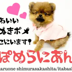 【 ポメラニアン 】可愛すぎるタヌキ顔ポメラニアンは東京都に実在した！！