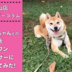 【 まめしば生活 】豆柴ぷくちゃんとの生活をマルワンユーザーに聞いてみた!