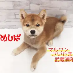 【 豆柴 】超美形なイケメン男子!その可愛さは埼玉一!!