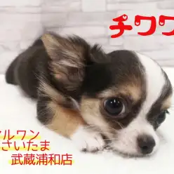 【 チワワ 】アクセス数急上昇中！！キラキラおめめがまぶしすぎる男の子！！