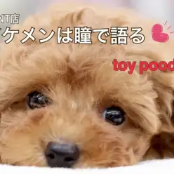 【 トイプードル 】イケメンは瞳で語る！ フェミニンBOY登場！
