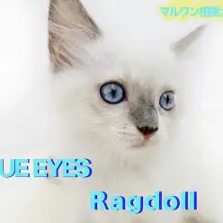 【 ラグドール 】スカイブルーの瞳輝く！エレガンスな見た目から放たれるパンチに注目！