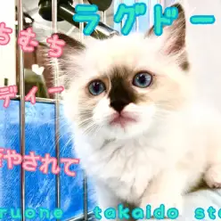 【 ラグドール 】むちむちボディーなツンデレにゃんこ！そっけない態度はご褒美!?