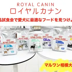 【 相模大塚店イベント 】9/7（土）愛犬の新商品フード試食会＆食の相談会！
