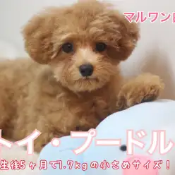【 トイ・プードル 】特技はトリミング！生後5ヶ月で1.7kgの小さめトイプー！