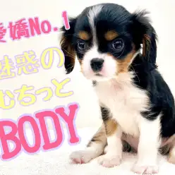 【 キャバリア 】英国で愛した魅惑のむちボディ！愛嬌のNO.1王子のご登場！