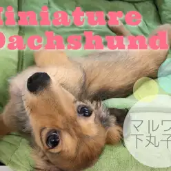 【 ミニチュア・ダックスフント 】あざといけど可愛いっ!甘えん坊ダックスちゃん!