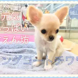 【 チワワ 】元気いっぱい甘えん坊のロングコートチワワくん！   
