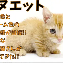 【 ミヌエット 】紅葉色とクリーム色の縞模様が自慢!!希少な短足猫さん！！