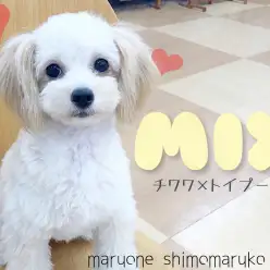 【 MIX 】嬉しさは体を使って表現！みんなを笑顔にしちゃうチワプーちゃん。