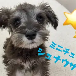 【 ミニチュア・シュナウザー 】甘え上手なシュナくんに密着‼
