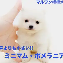 【 ポメラニアン 】手の平より小さい驚愕のサイズ感！遊びにお昼寝も全力BOY！