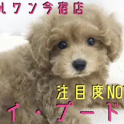 【 トイプードル 】童顔フェイスの従順ガール!ワンちゃん初心者にオススメ!