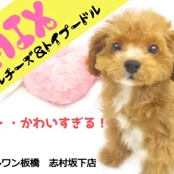 【 MIX犬 】究極の可愛さ×抜群の飼いやすさ！いいトコどりのスーパーMIX君！！