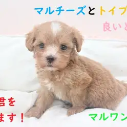 【 MIX 】マルチーズとトイプードルの良いとこどり！マルプー君をご紹介いたします！