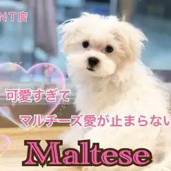 【 マルチーズ 】可愛すぎてマルチーズ愛がとまらない！