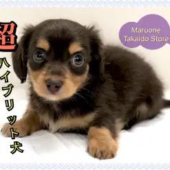【 MIX チワックス 】両犬種の良い所取り⁉最強のハイブリット犬登場!!