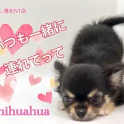 【 チワワ 】バッグにイン！いつも一緒に連れてって！