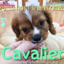【 キャバリア 】とにかく人がだ～いすき！人懐っこさ120％の愛嬌王子降臨！