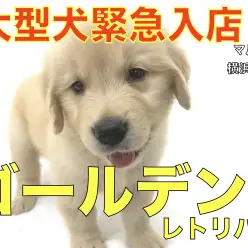 【 ゴールデンレトリバー 】緊急入店！！横浜元町店待望の心優しき大型犬！