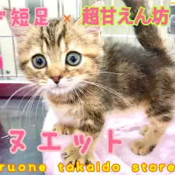 【 ミヌエット 】こんなに甘えん坊なねこ見たことない！短足×甘えんぼにゃんこ！