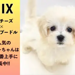 【 MIX 】大人気のマルプーちゃんはお留守番上手に成長中!!