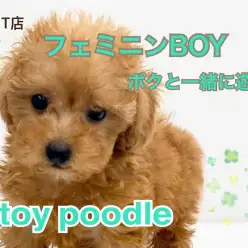 【 トイ・プードル 】愛くるしさ抜群のフェミニンBOY♪ボクと一緒に遊んでよっ！