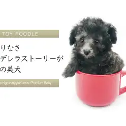 【 シルバートイプードル 】終わりなきシンデレラストーリーが宿命の輝く美犬！