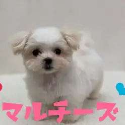 【 マルチーズ 】可愛さ120％‼短足すぎるふわふわ王子がやって来た！