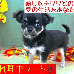 【 チワワ・ロングコート 】究極の癒しをあなたに！愛されキャラのチーちゃん！