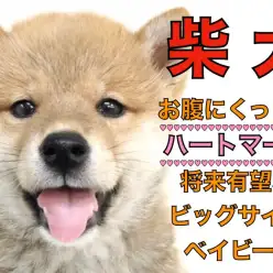 【 柴犬 】恋愛運上昇?!お腹にくっきりハートマークのビッグサイズベイビー!!