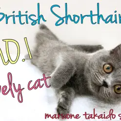 【 ブリティッシュショートヘア 】英国の代表ねこ!最強の甘えん坊はこの子♡