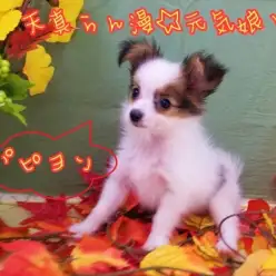 【 パピヨン 】天真爛漫な純白美人！その姿はまさしく「蝶々」！