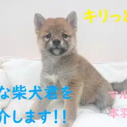 【 柴犬 】キリっとした美形の柴犬君をご紹介します！