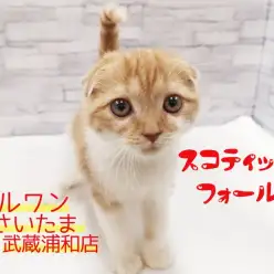 【 スコティッシュフォールド 】抱っこ爪切りOK！たれ耳なにゃんこ！