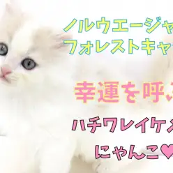 【 ノルウェージャンフォレストキャット 】幸運を呼ぶ八割れイケメンにゃんこ！！