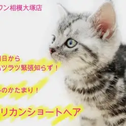 【 アメリカンショートヘア 】入店初日にして活発！おねだりポーズにキュン。