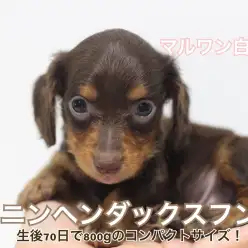 【 カニンヘンダックス 】生後70日で体重800gのコンパクトサイズ！