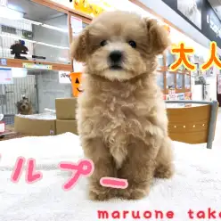 【 マルプー 】激カワMIX犬!人気の秘密はココ♪