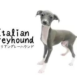 【 イタリアングレーハウンド 】10秒あればあなたを虜にしてみせます。