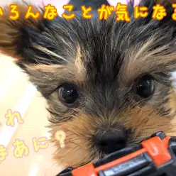 【 ヨークシャーテリア 】好奇心旺盛!遊ぶの大好き大人気テリア犬