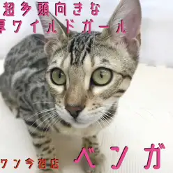 【 ベンガル 】ワンちゃんと仲良しなヒョウ柄ガール!多頭ポイントもご紹介!