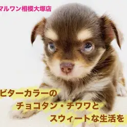【チョコタンチワワ 】マズルの短さとビターカラーの永遠のパピー体型が魅力的！