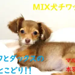 【 MIX チワワ×ダックス 】両親の良いとこどり！人気のチワックスをご紹介！
