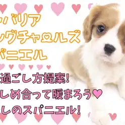 【 キャバリア 】冬の過ごし方提案!抱きしめ合って暖まろう!癒やしのスパニエル!