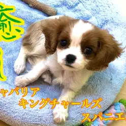 【 キャバリア 】おっとり系癒し美犬