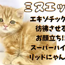 【 ミヌエット 】エキゾチックなルックスは鶴見店で出会えます！